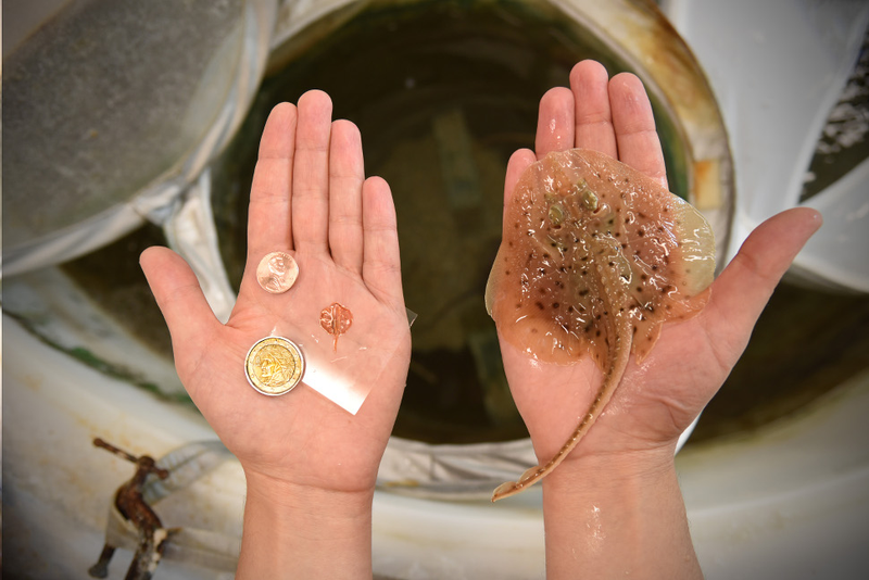 The cyborg stingray (left) compared to the real thing. (Image: Karaghen Hudson)